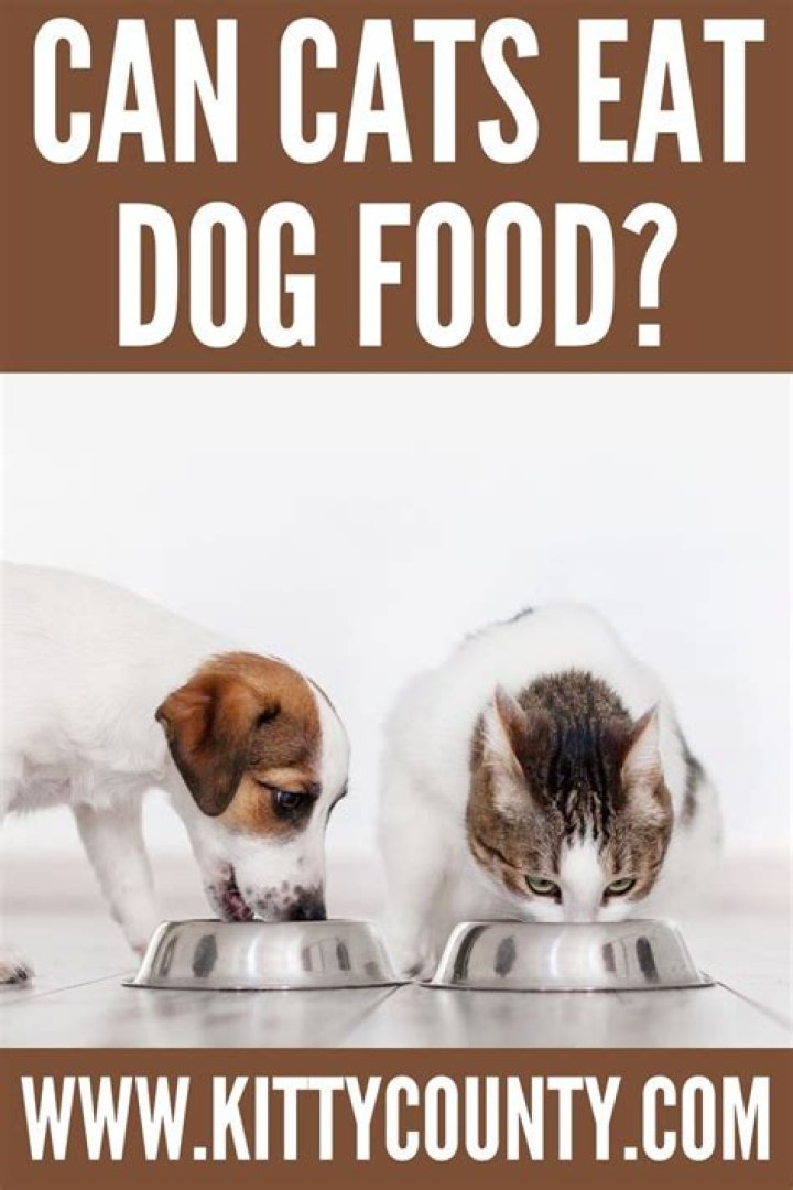 Can cats eat dog food occasionally?