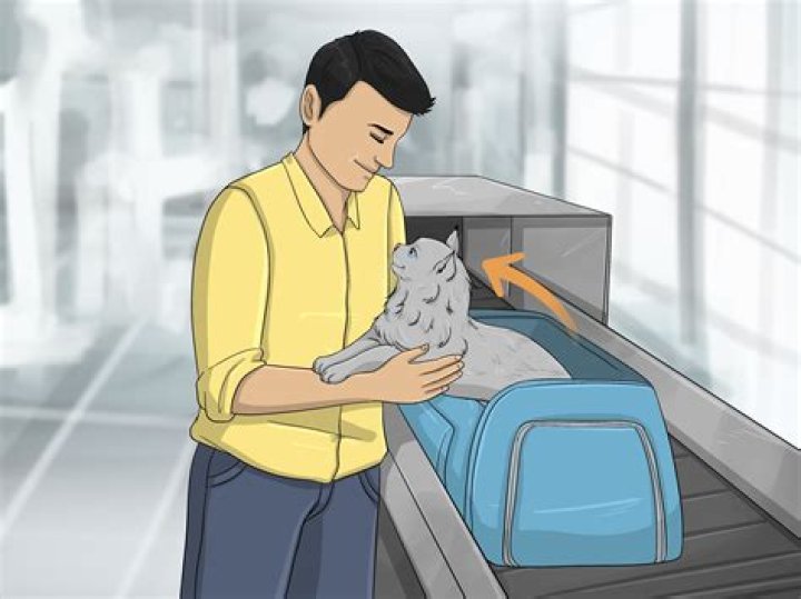 Can I take two cats on a plane?