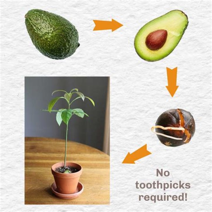 Do avocados have seeds or pits?