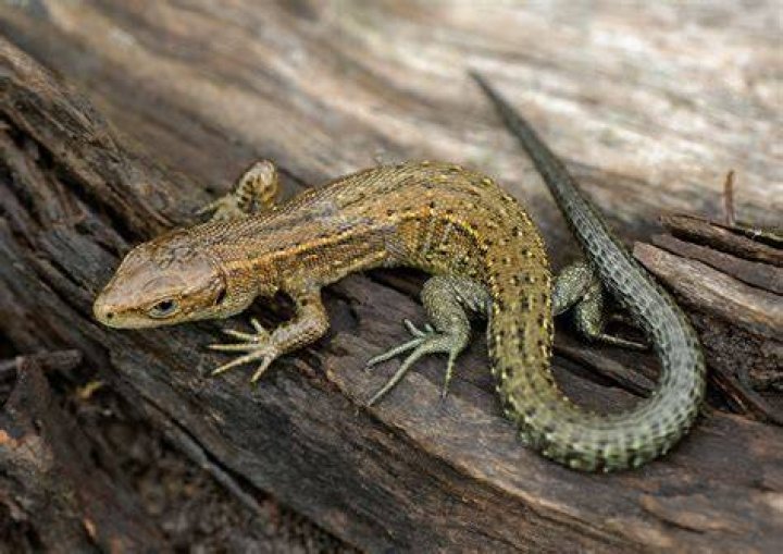 Do you get lizards in Scotland?