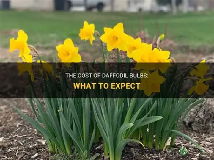How much does a daffodil cost?