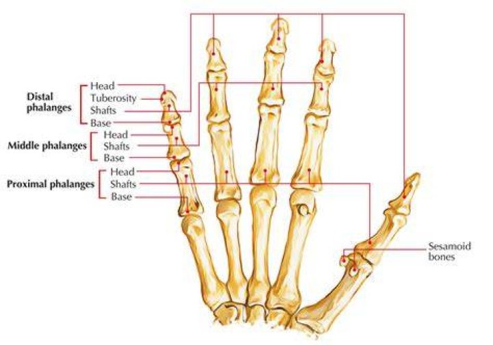 Is the Phalanx a short bone?