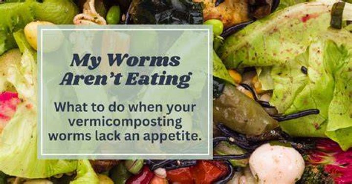 Why arent my worms eating?
